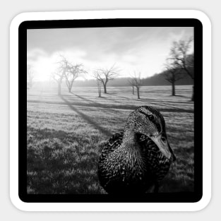 black and white duck, and country landscape Sticker